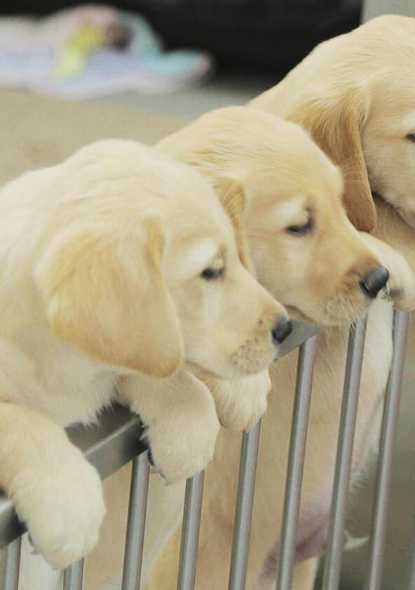 Me and My Guide Dog - Season 2 Me and My Guide Dog - Season 2