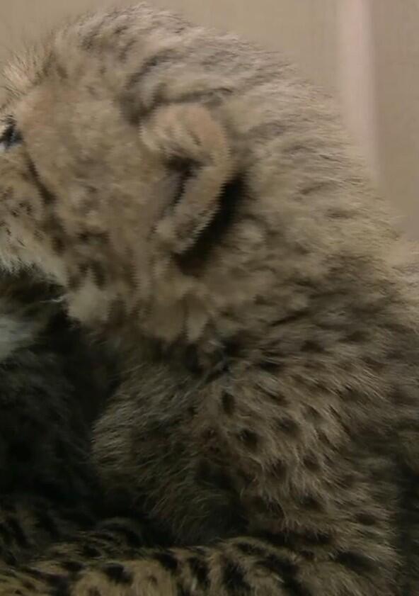 The Cheetah Diaries - Season 4 The Cheetah Diaries - Season 4
