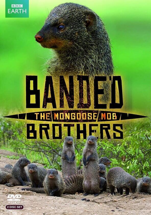 Banded Brothers Banded Brothers