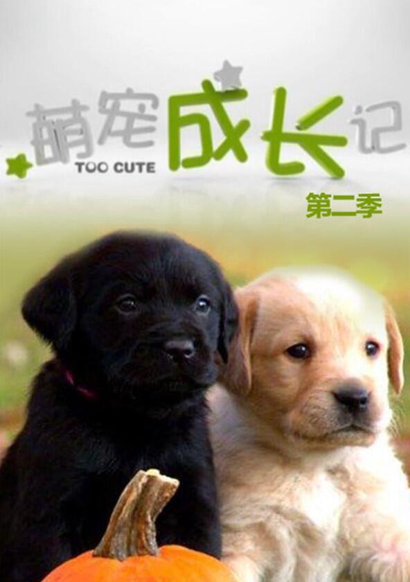 Too Cute! - Season 2 Too Cute! - Season 2