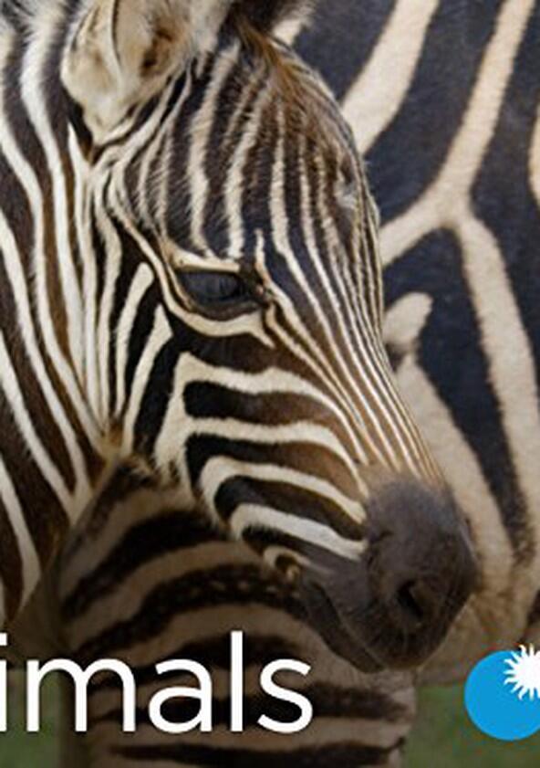 Baby Animals - Season 1 Baby Animals - Season 1