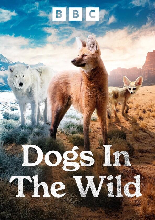 Dogs in the Wild, A Nature Miniseries - Season 1 Dogs in the Wild, A Nature Miniseries - Season 1