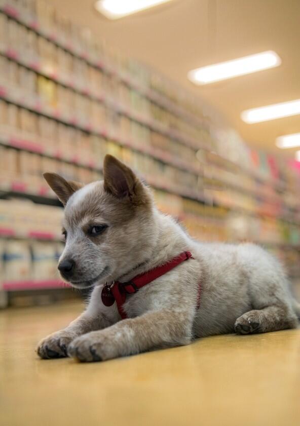 Puppy Academy - Season 1 Puppy Academy - Season 1