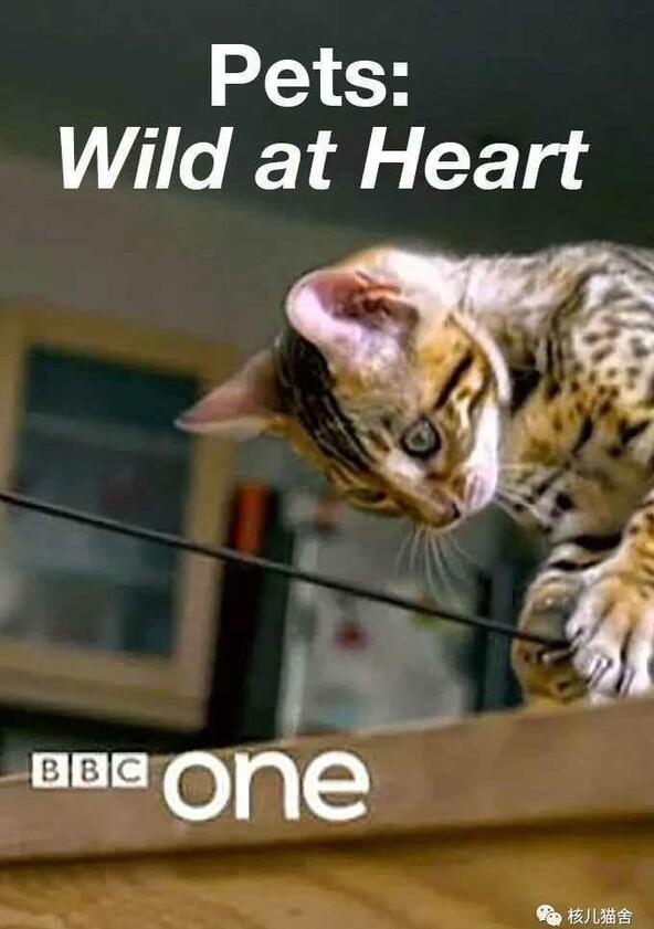 Pets - Wild at Heart - Season 1 Pets - Wild at Heart - Season 1