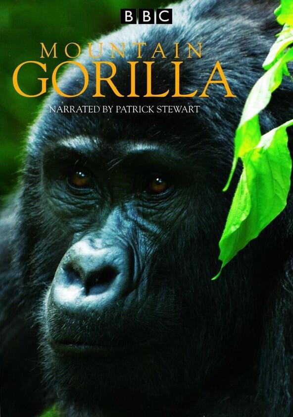 Mountain Gorilla - Season 1 Mountain Gorilla - Season 1