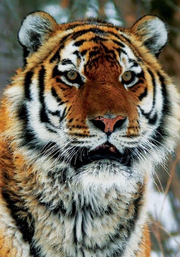Operation Snow Tiger - Season 1