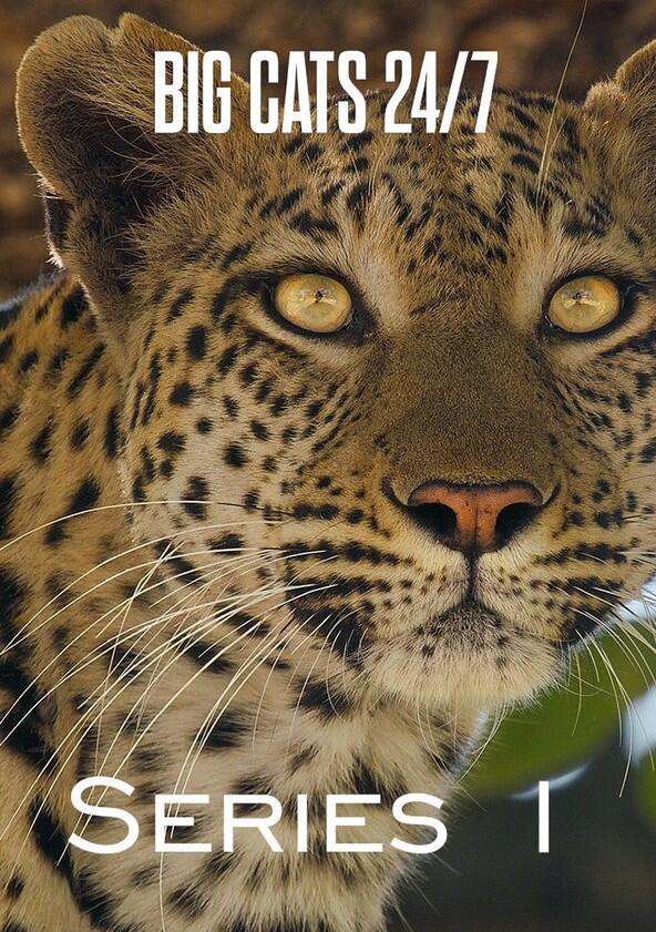 Big Cats 24/7 - Season 1 Big Cats 24/7 - Season 1
