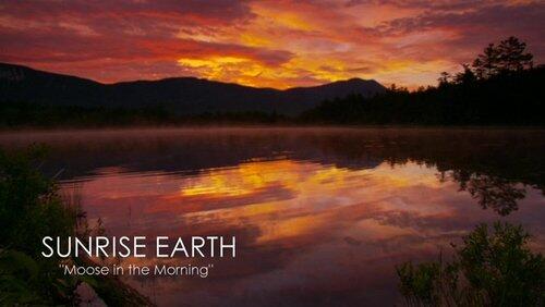 Moose in the Morning Moose in the Morning