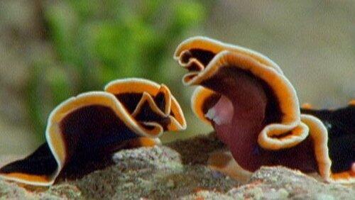 Triumph of Life: The Mating Game Triumph of Life: The Mating Game