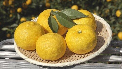 Yuzu Yuzu