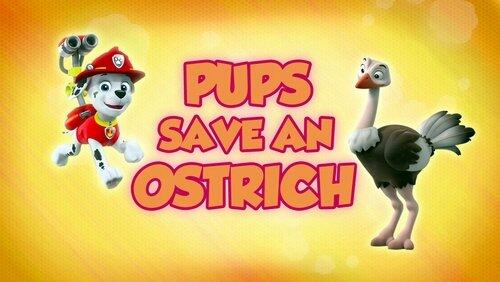 Pups Save an Ostrich Pups Save an Ostrich