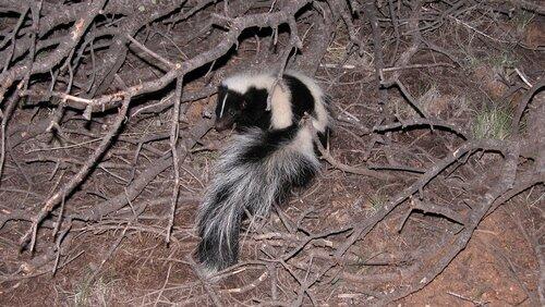 Is That Skunk? Is That Skunk?