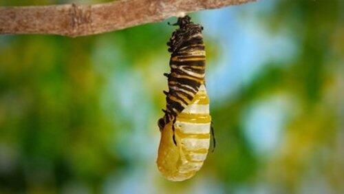 Pollinators Pollinators