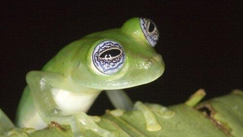 Frogs: The Thin Green Line Frogs: The Thin Green Line