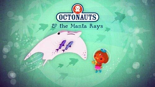 The Manta Rays The Manta Rays