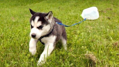 Puppy Posse Puppy Posse