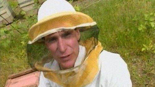 Insects Insects