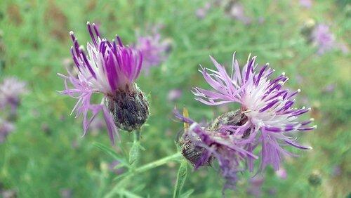 What Plants Talk About What Plants Talk About