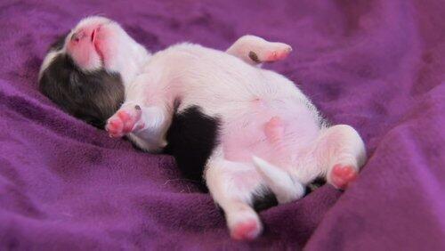 Supersized Pups Supersized Pups