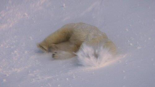 Artic Artic