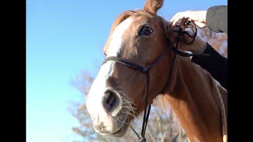 Horse Horse
