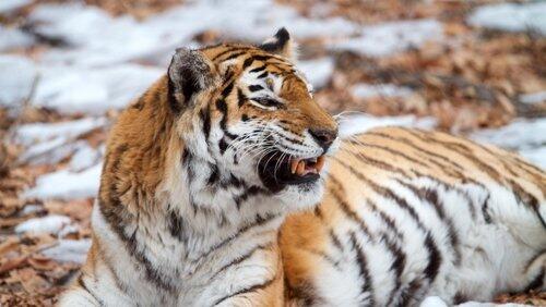 Siberian Tiger Quest Siberian Tiger Quest