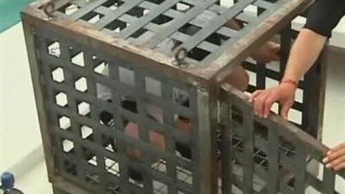Shark Cage Escape Shark Cage Escape