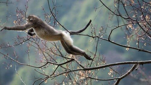 Mystery Monkeys of Shangri-La Mystery Monkeys of Shangri-La