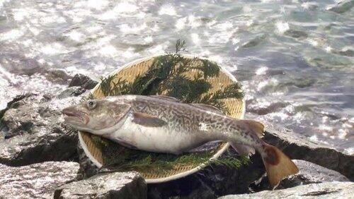 Cod Cod