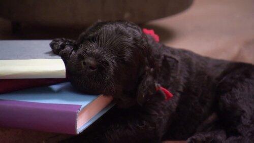 Chilled Out Pups Chilled Out Pups