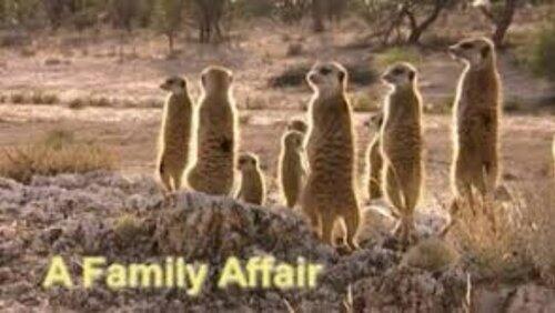 A Family Affair A Family Affair
