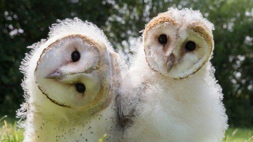 Owl Power Owl Power