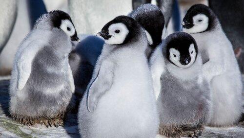 Snow Chick Snow Chick