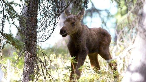 Moose: Life of a Twig Eater Moose: Life of a Twig Eater