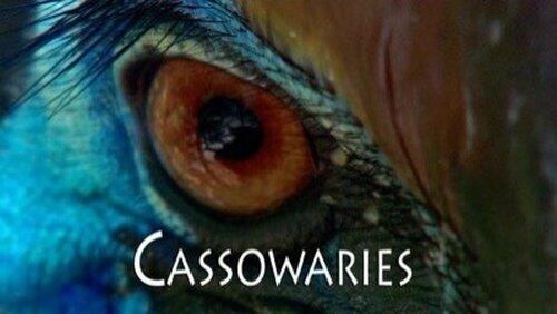 Cassowaries Cassowaries