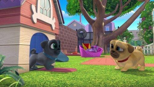Pot O' Pugs Pot O' Pugs