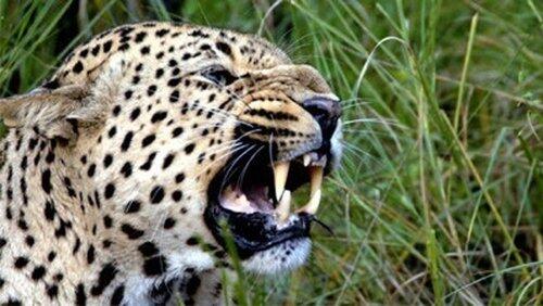 The Secret Leopards The Secret Leopards