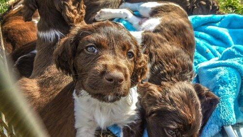 Puppies and Prickles Puppies and Prickles
