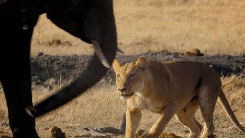Return of the Giant Killers: Africa's Lion Kings Return of the Giant Killers: Africa's Lion Kings