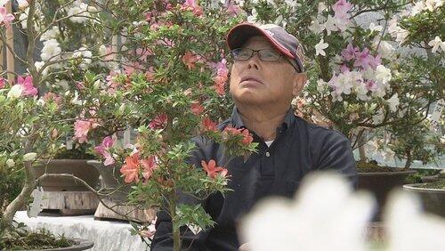 Strength and Hope - The Power of Azaleas Strength and Hope - The Power of Azaleas