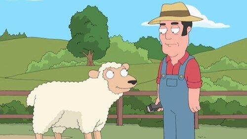 Sheep Shearing Sheep Shearing