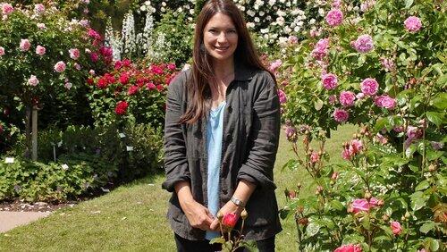 Roses and Climbers & Creepers Roses and Climbers & Creepers