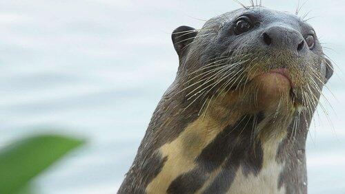 Giant Otter Refuge Giant Otter Refuge