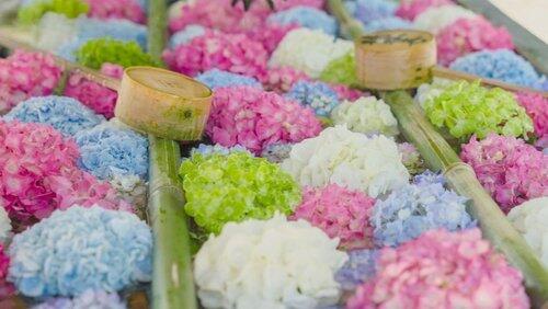 Flower Art: Ephemeral Colors for the Mind and Soul