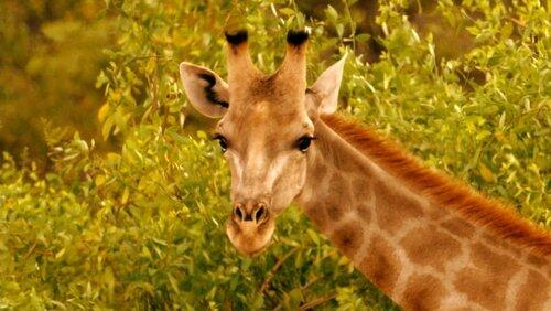 Giraffes: Africa's Gentle Giants Giraffes: Africa's Gentle Giants