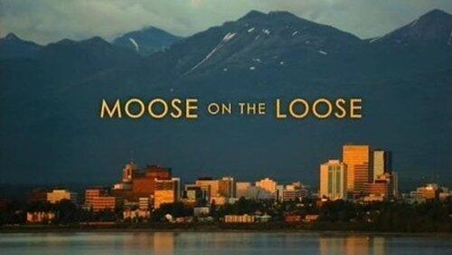 Moose on the Loose Moose on the Loose