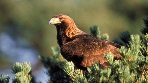 Eagles Eagles