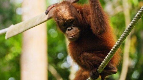 Borneo Borneo