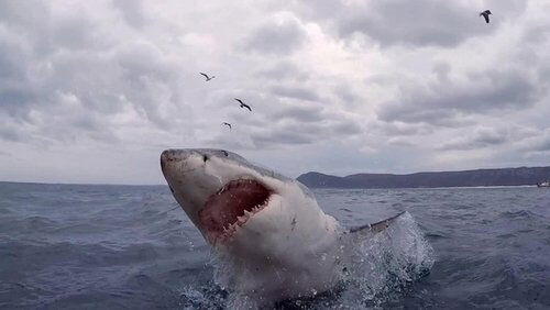 The Shark Bite State The Shark Bite State
