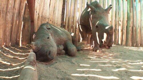 The Black Mambas: Saving the Rhino The Black Mambas: Saving the Rhino